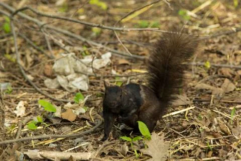Squirrel In The Woods Stock Photos