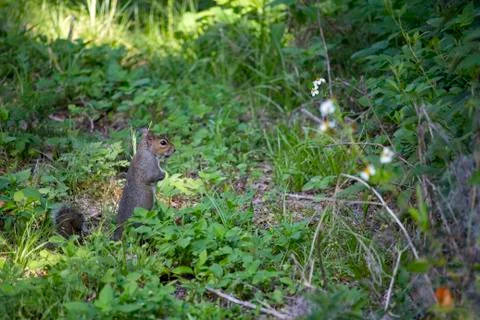 Squirrel In The Woods Stock Photos