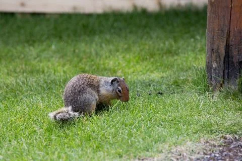 Squirrel in the Woods Stock Photos