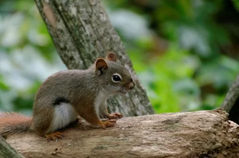 A Squirrel in the Woods Foto stock
