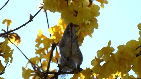 Squirrel in a yellow trumpet tree Stock Footage 128448741