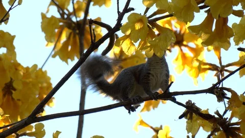 Squirrel in a yellow trumpet tree Stock Footage 128448876