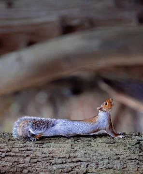 Squirrel Yoga Stock Photos