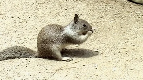 Squirrel in Yosemite Park.   Stock Footage 81577029