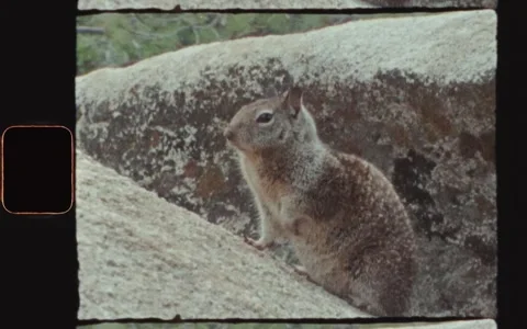 Squirrel In Yosemite Super 8 Stock Footage 221788655