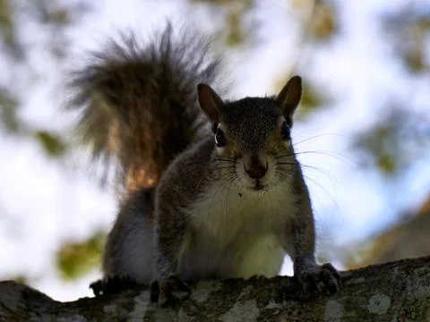 Squirrel: You Looking At Me? Stock Photos