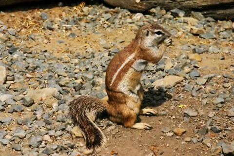 Squirrel in zoo Stock Photos