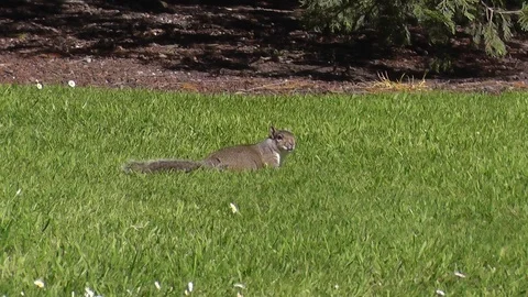 Squirrel Zoom Video stock 99065143