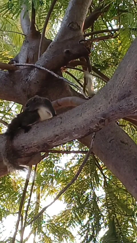 Squirrel1 1 Stock Footage 276243640