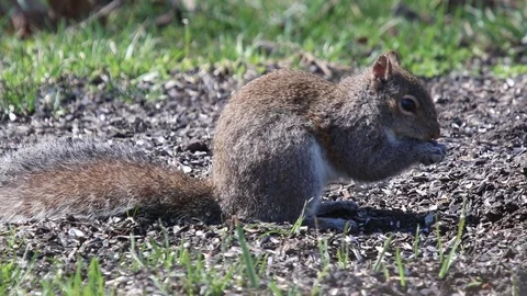 Squirrel1 Video stock 86670175
