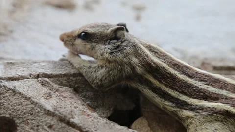 Squirrel1 Stock Footage 276821565