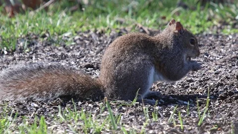 Squirrel2 Video stock 86670136