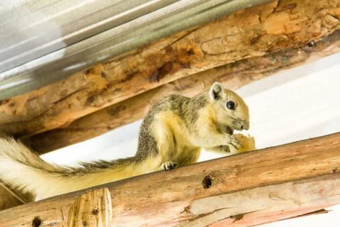 Squirrel2 Stock Photos