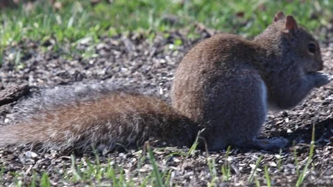 Squirrel3 Video stock 86670510