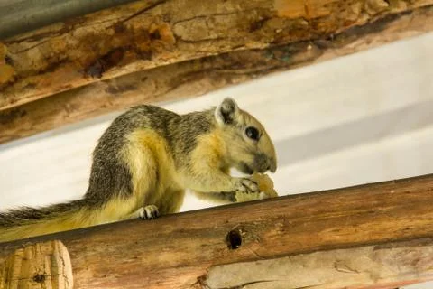 Squirrel3 Foto stock