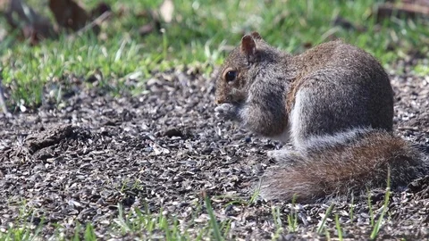 Squirrel4 Video stock 86670487