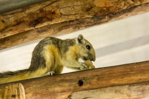 Squirrel4 Stock Photos