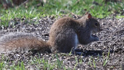 Squirrel5 Video stock 86670371