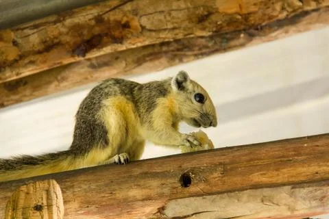 Squirrel5 Foto stock