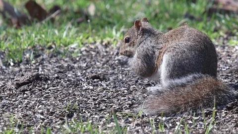 Squirrel6 Video stock 86670522