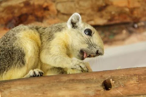 Squirrel6 Stock Photos