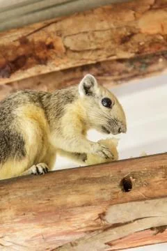 Squirrel7 Stock Photos