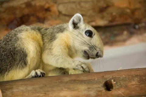 Squirrel8 Stock Photos