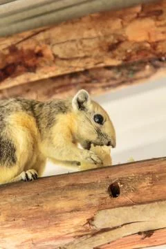 Squirrel9 Stock Photos