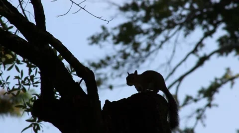 Squirrel_001 Video stock 7916436