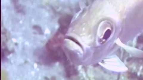 SQUIRRELFISH 1 Video stock 306605107
