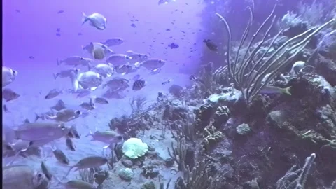 SQUIRRELFISH  6 Stock Footage 306615583