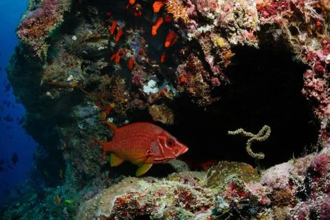 Squirrelfish in cavern Stock Photos
