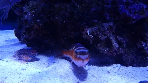 Squirrelfish facing camera in tropical aquarium Stock Footage 339249738