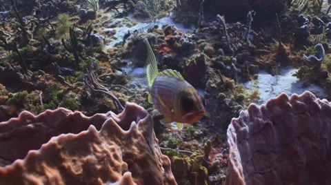 Squirrelfish Stockbeeldmateriaal 7133076