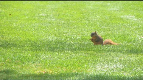 SquirrelInPark.1.1080.PJ Stock Footage 721384