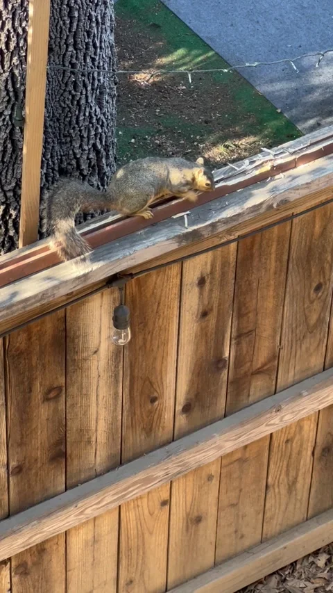 Squirrell chewing fence Stock Footage 243754151