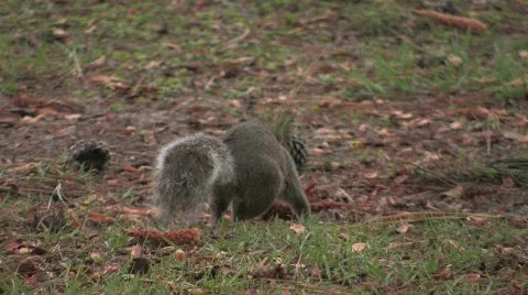 Squirrell-HD Stock Footage 306598