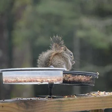 Squirrelly Charm Stock Photos