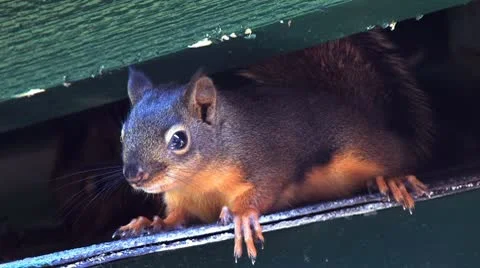 Squirrels 7 Stock-Footage 8998226