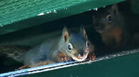 Squirrels 8 Stock Footage 8998256