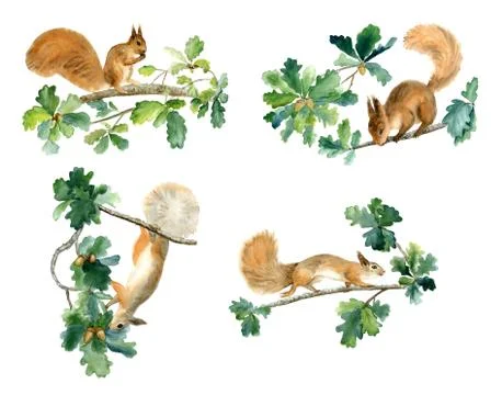 Squirrels and oak Illustrazione stock
