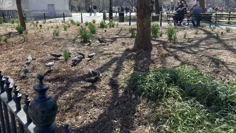 Squirrels and pigeons feeding Stock Footage 269204791