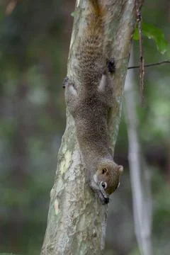 Squirrels are climbing trees. Stock Photos