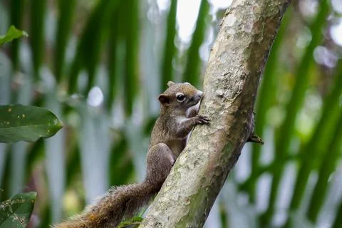 Squirrels are climbing trees. Stock Photos