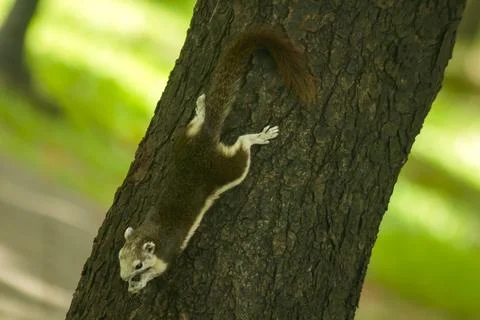 Squirrels are climbing trees. Fotos de archivo