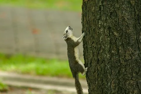 Squirrels are climbing trees. Fotos de archivo