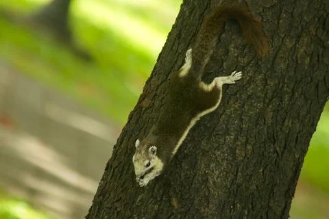 Squirrels are climbing trees. Fotos de archivo
