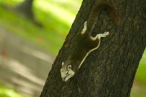Squirrels are climbing trees. Stock Photos