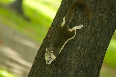 Squirrels are climbing trees. Photos