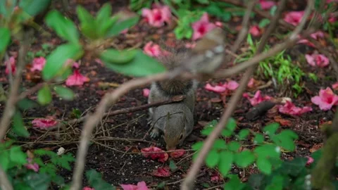 Squirrels are looking for fud Stock Footage 316241298